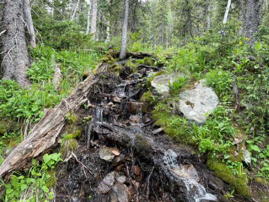 Creek in Culebra Watershed